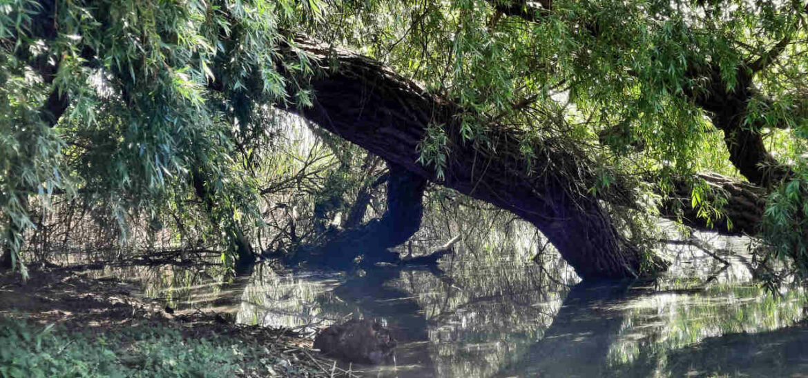 Weiterbildung Natur- und Wildnispädagogik - eine Weide ist am Seeufer ins Wasser gestürzt