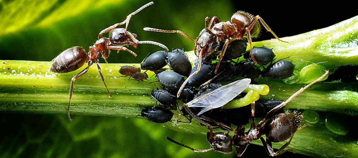 Wildnis für die Kita