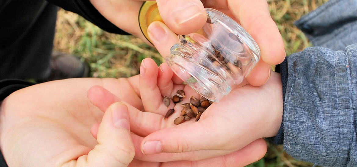 Lernen durch Naturverbindung