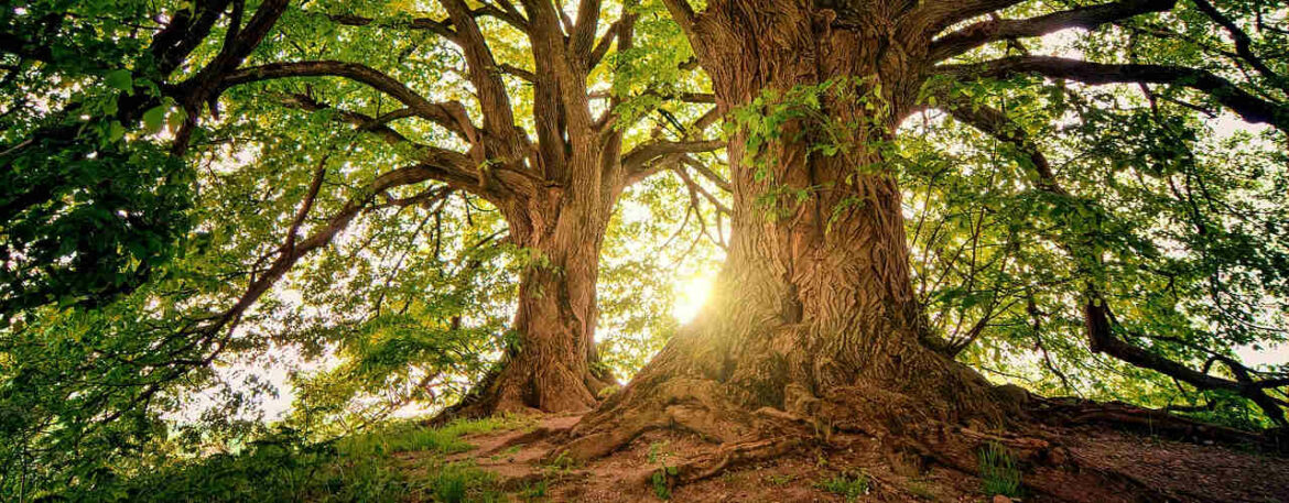 Wildnisabenteuer für Kids